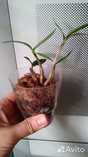 Дендробиум Кинга