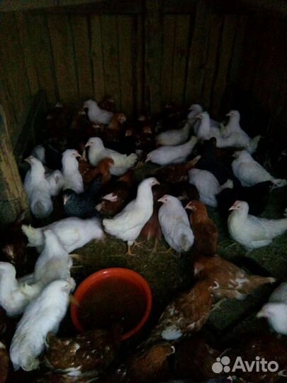 Куры молодки, куры несушки