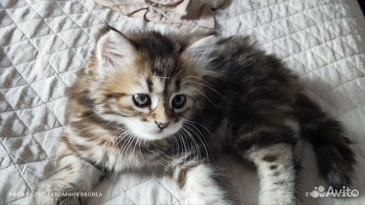 Сибирская кошка