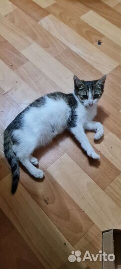 Котёнок в добрые руки кот
