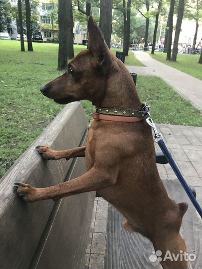 Вязка цвергпинчер