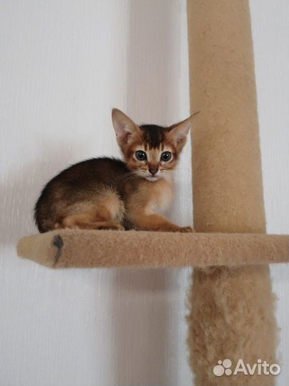 Аббисинские котята