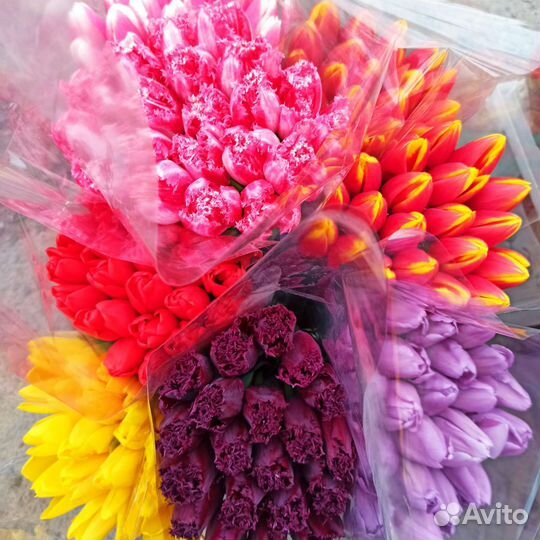 Луковицы тюльпанов и луковицы гладиолусов