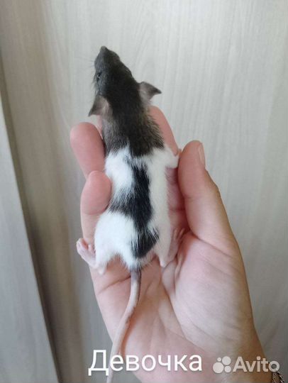 Крыса дамбо рекс