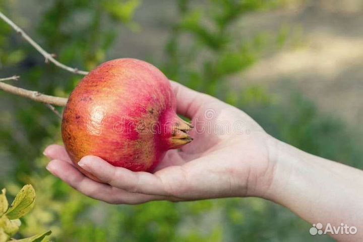 Cаженцы граната