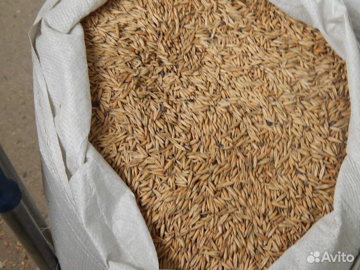 Зерно овес,ячмень,пшеница