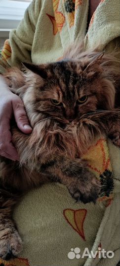 Передержка животных