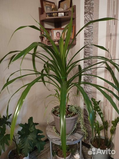 Пальма винтовая панданус