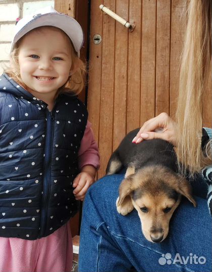 Отдам в добрые руки щенят