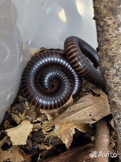 Экзотические питомцы