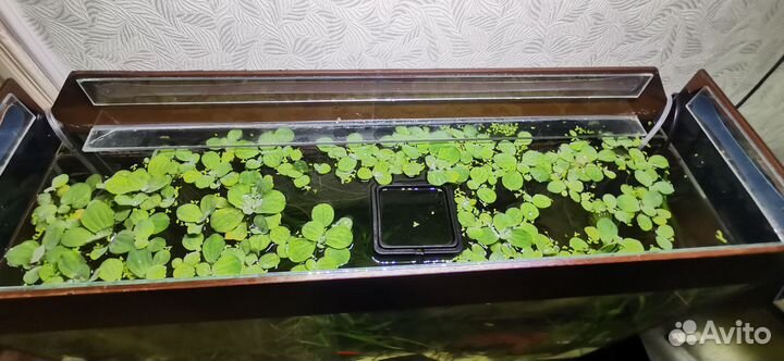 Растения пистия для аквариума