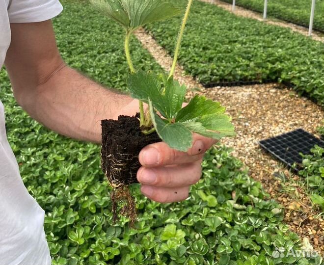 Саженцы клубники Альбион, рассада клубники