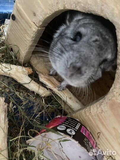 Шиншиллы с клеткой