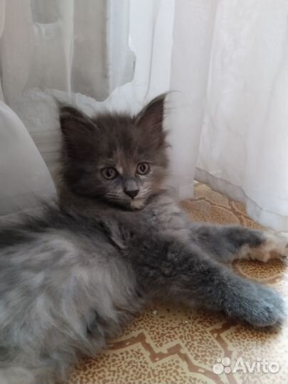 Мейн-кун