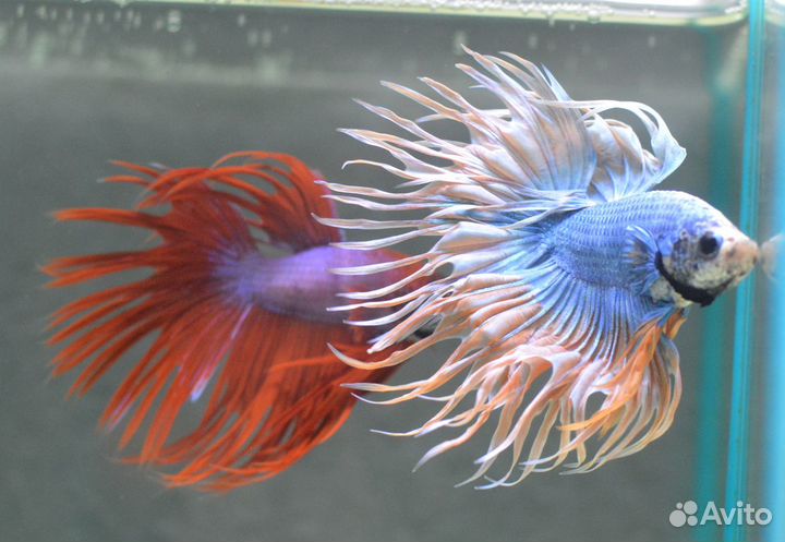 Петушки коронохвостый