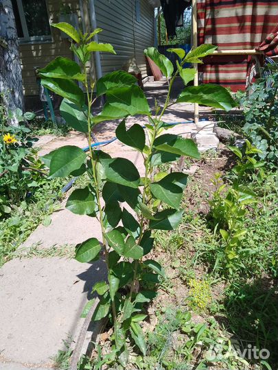 Саженцы вишни