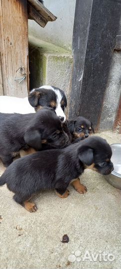 Щенки