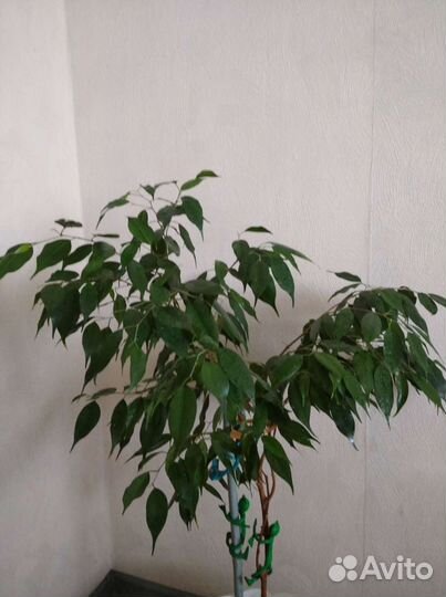 Фикус бенджамина