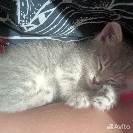 В добрые руки