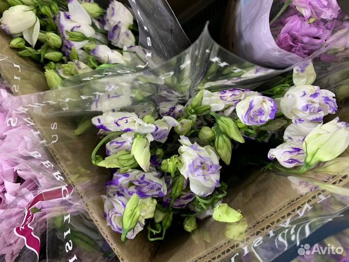 Цветы из Голландии опт прямые поставки