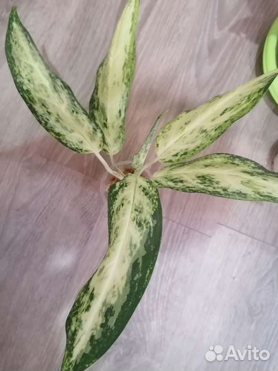 Аглаонема разные