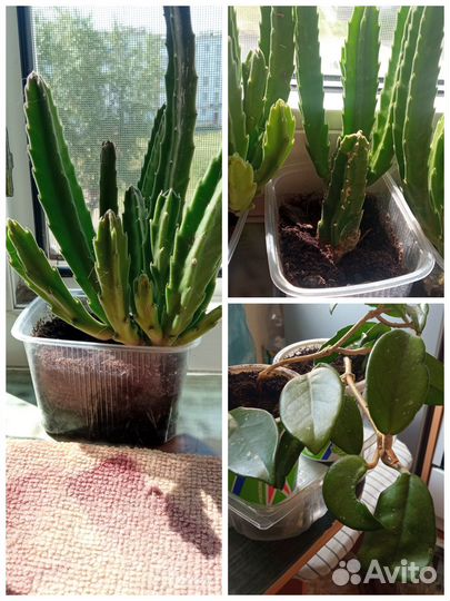 Комнатные цветы