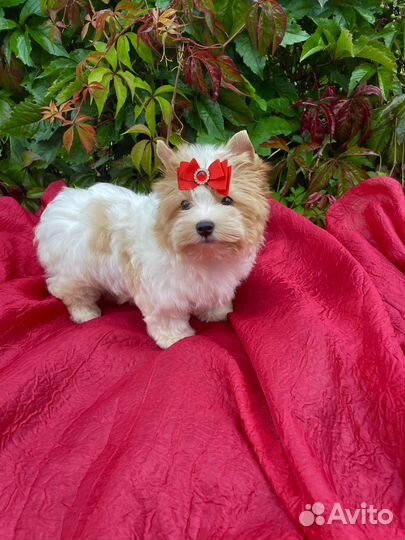 Голддаст йорк не мальтипу