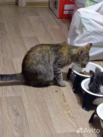 Домашняя кошка