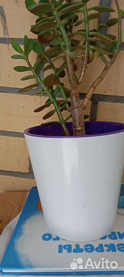Комнатные цветы