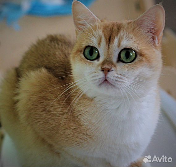 Ищем добрые ручки для золотой Тиффани