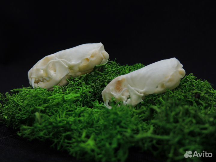 Череп ласки