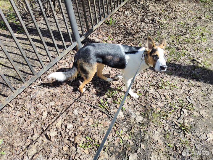 Классный парень среднего размера в добрые ручки