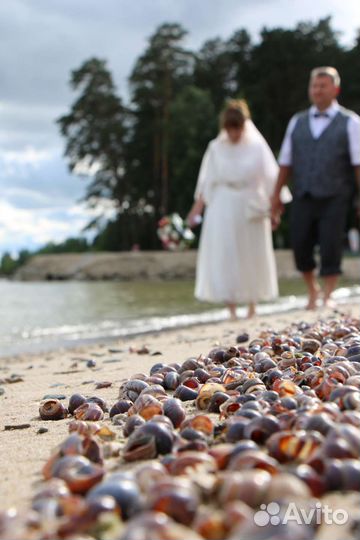 Видеограф / Фотограф / Свадебный, видеооператор