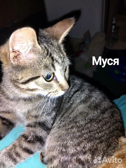 Котята в добрые руки