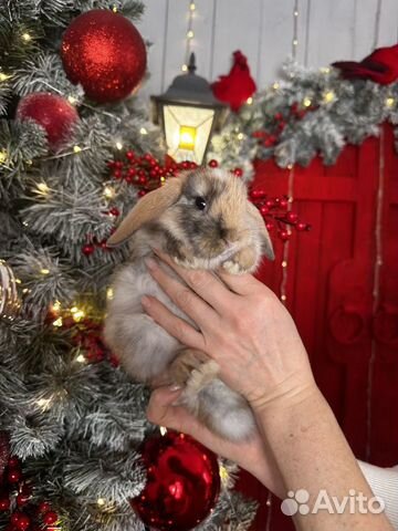 Декоративные кролики карлики доставка по РФ объявление продам
