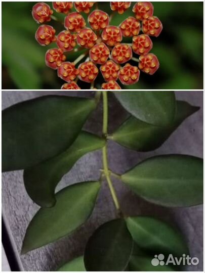 Хойя#2 Тсанги вар, пубикаликс