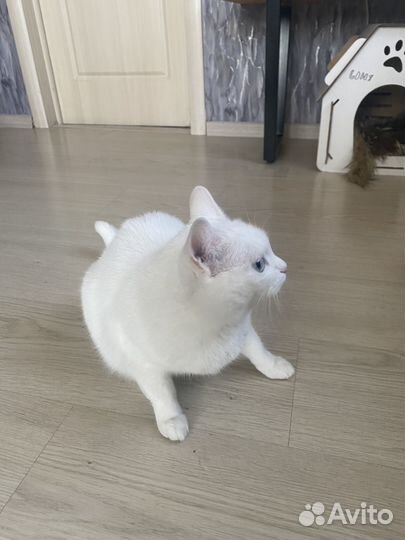 Кошка