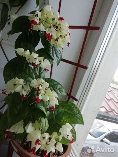 Клеродендрум томпсона