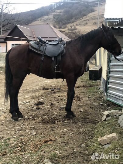 Продажа лошадей