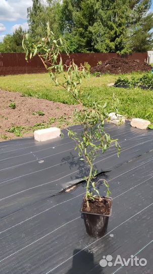 Ива извилистая Свердловская, форзиция Голден Таймс