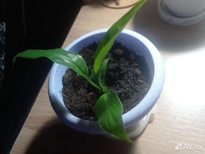 Спатифиллум