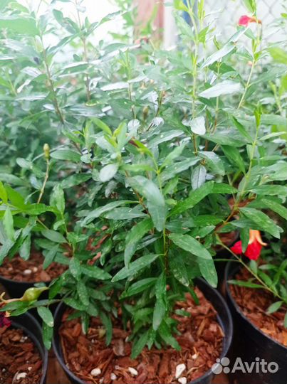 Гранат комнатный