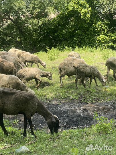 Овцы бараны ягнята