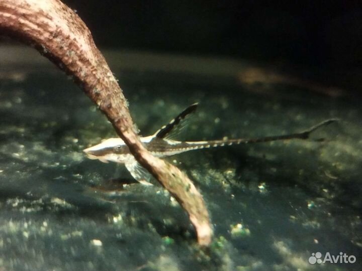 Стурисома панамская