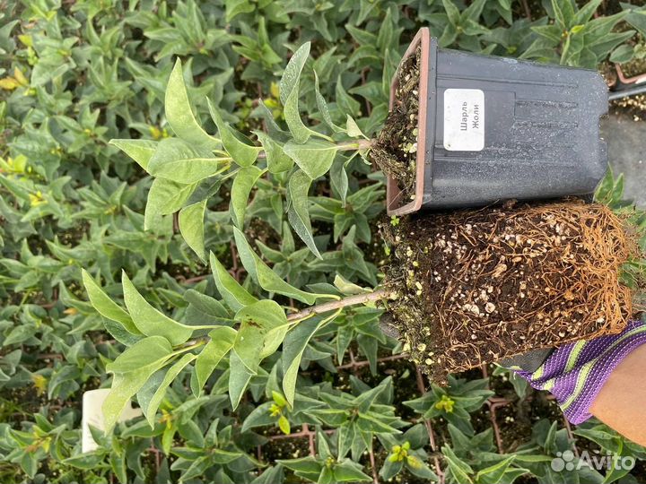 Саженцы «Сирень»