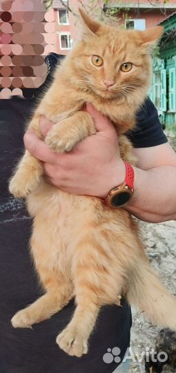 Котик ищет дом
