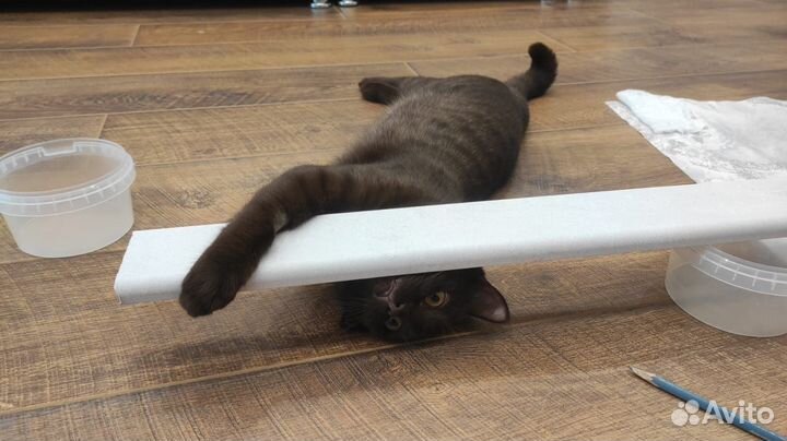 Кот наполовину британец