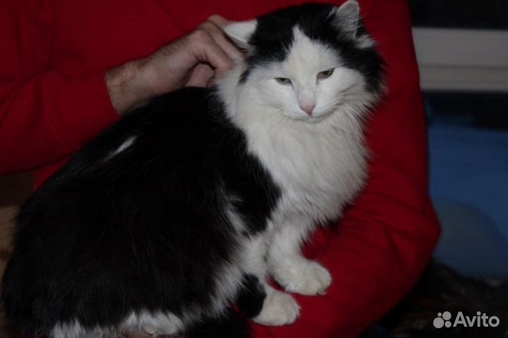 Кот 1,5 года