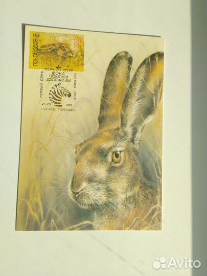 Картмаксимумы