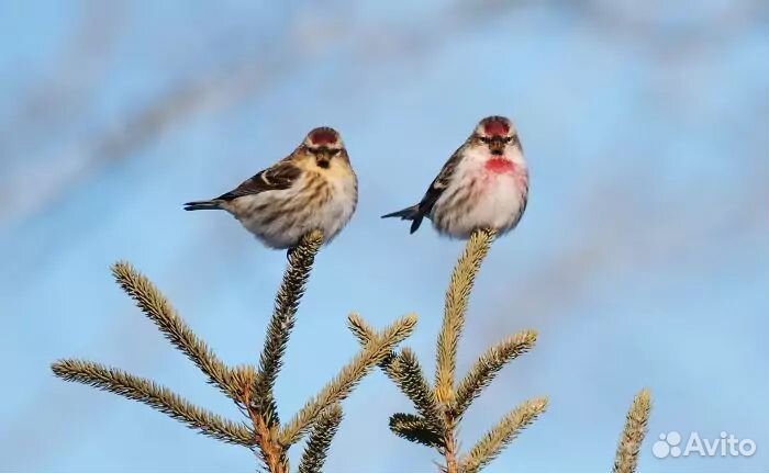 Лесные птицы